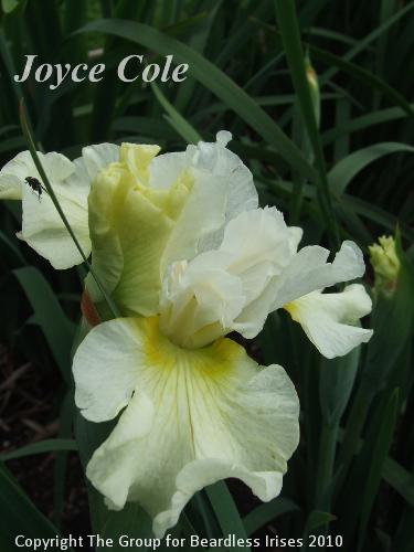sib Joyce Cole 